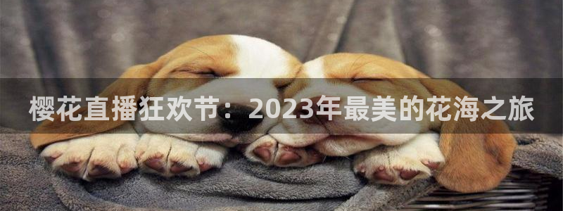 松鼠体育：樱花直播狂欢节：2023年最美的花海之旅